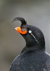 Crested Auklet